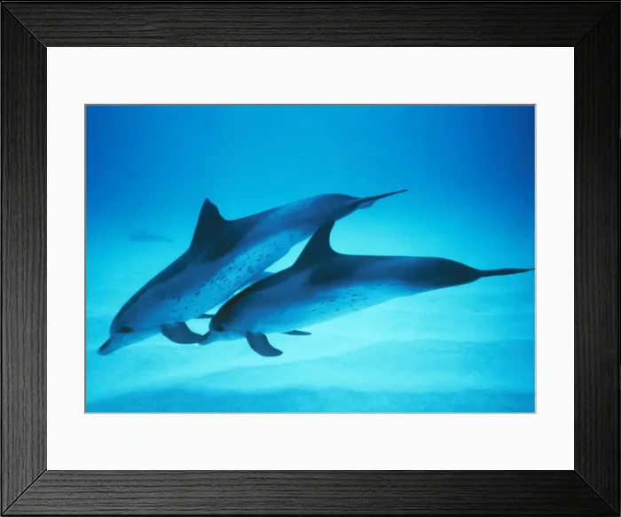 Framed Print : Spotted Dolphin Carribean Framed Print : Spotted Dolphin Carribean
