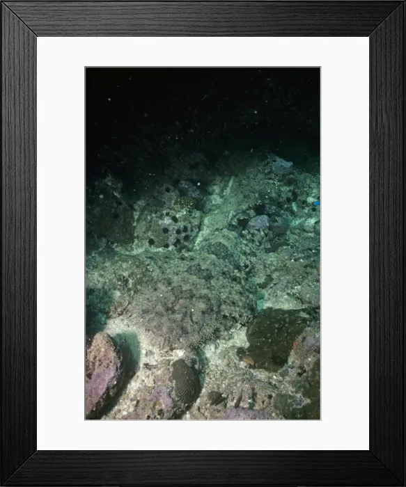 Framed Print : Tasselled Wobbegong Shark - camouflaged against sea floor Australia, Papua New Guinea Framed Print : Tasselled Wobbegong Shark - camouflaged against sea floor Australia, Papua New Guinea