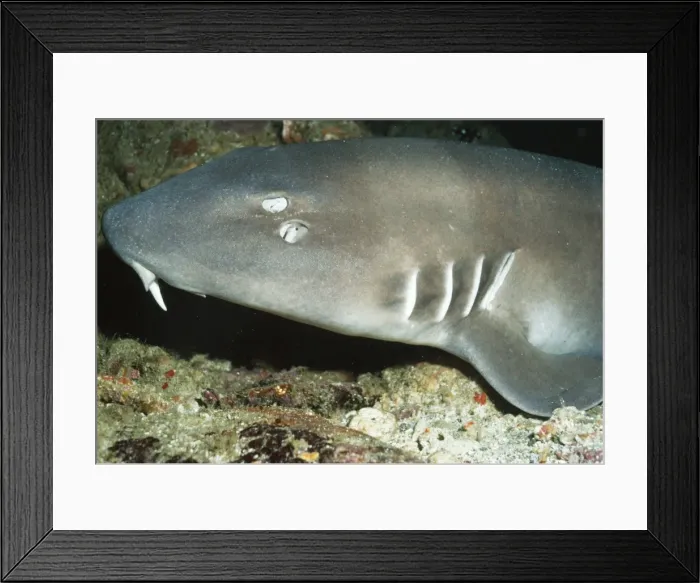 Framed Print : Brown-banded Bamboo Shark Indonesia Framed Print : Brown-banded Bamboo Shark Indonesia