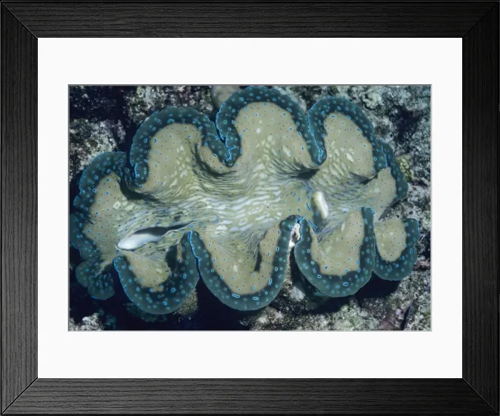 Framed Print : Small Giant Clam - showing inhalent and exhalent siphons Indo Pacific Framed Print : Small Giant Clam - showing inhalent and exhalent siphons Indo Pacific