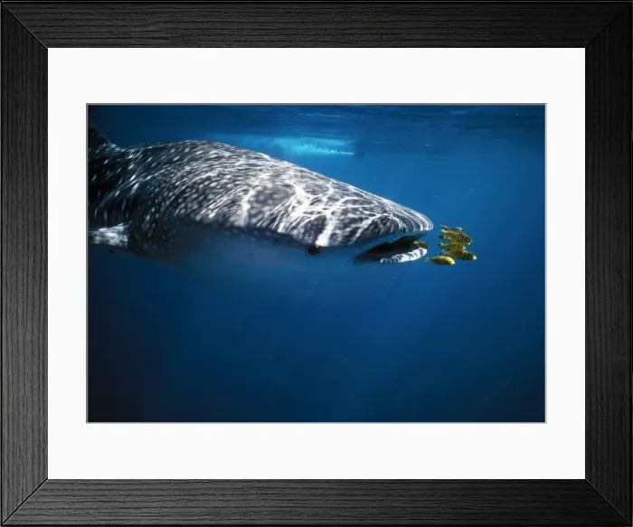 Framed Print : Whale Shark With pilot fish (Naucrates ductor), Australia Framed Print : Whale Shark With pilot fish (Naucrates ductor), Australia