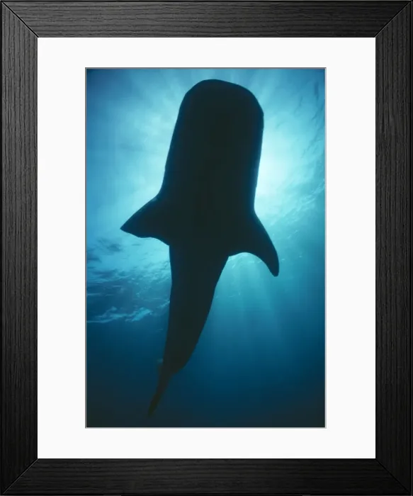 Framed Print : Whale Shark Australia Framed Print : Whale Shark Australia