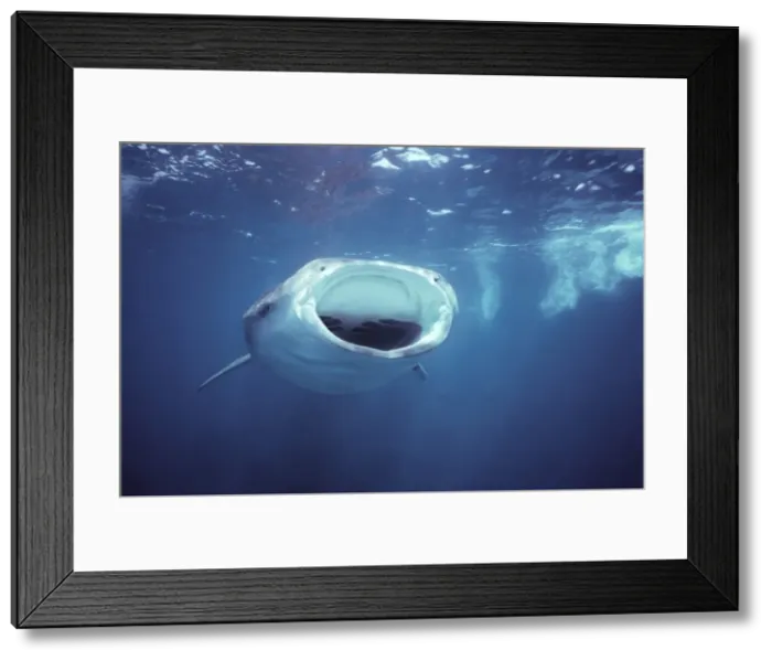 Framed Print : Whale Shark - Swimming near the surface, shark is filter feeding on small marine life. Ningaloo reef, Western Austrlia. WHS-003 Framed Print : Whale Shark - Swimming near the surface, shark is filter feeding on small marine life. Ningaloo reef, Western Austrlia. WHS-003