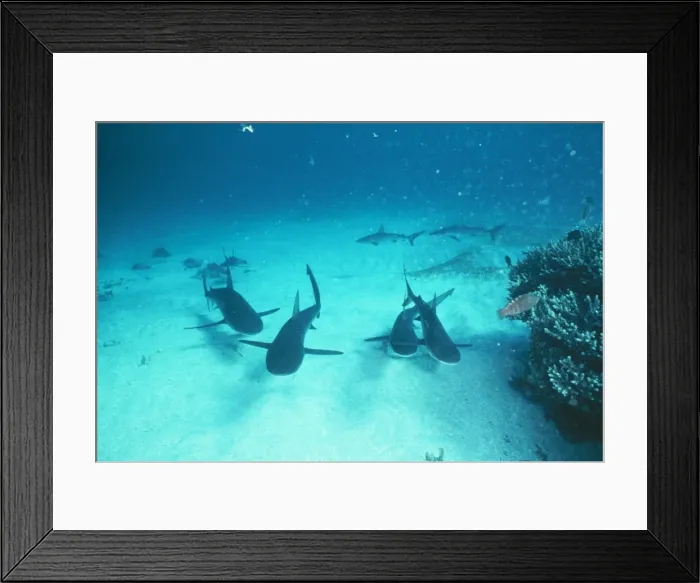 Framed Print : Galapagos Shark NSW, Australia Framed Print : Galapagos Shark NSW, Australia