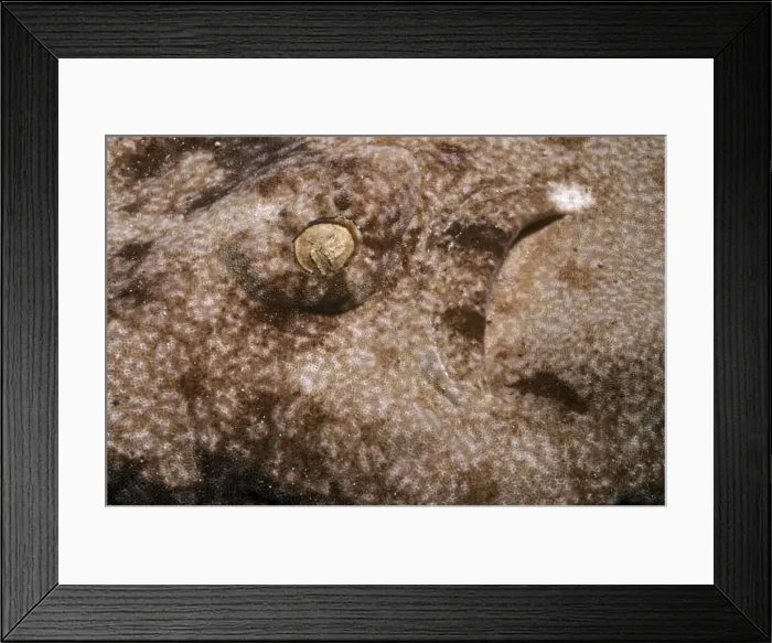 Framed Print : Tasselled Wobbegong Shark - eye Australia Framed Print : Tasselled Wobbegong Shark - eye Australia