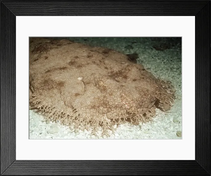 Framed Print : Tasselled Wobbegong Shark Great Barrier Reef, Australia Framed Print : Tasselled Wobbegong Shark Great Barrier Reef, Australia