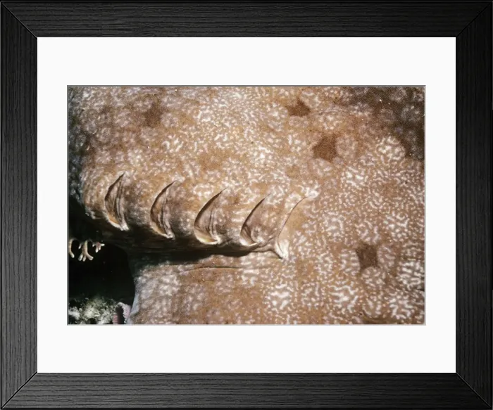Framed Print : Tasselled Wobbegong Shark - showing gills Great Barrier Reef, Australia Framed Print : Tasselled Wobbegong Shark - showing gills Great Barrier Reef, Australia