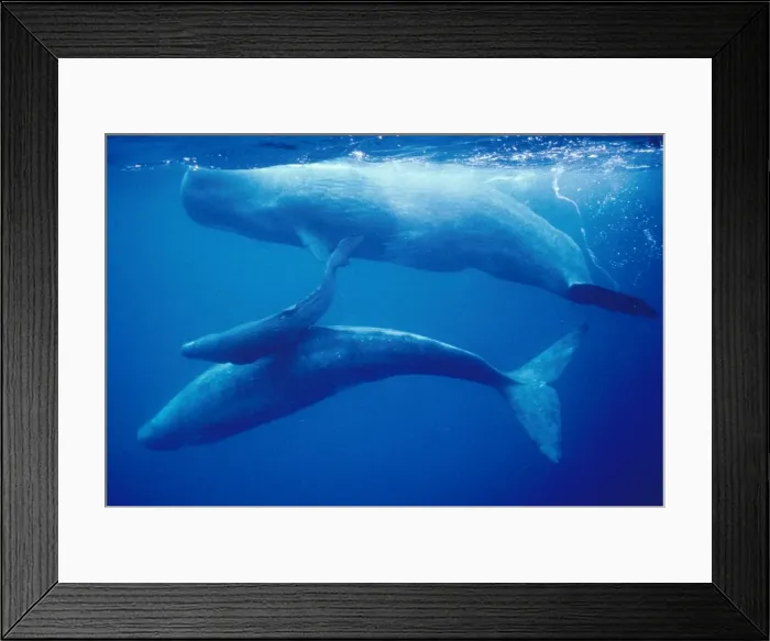 Framed Print : Sperm Whale - mother, daughter & new calf Framed Print : Sperm Whale - mother, daughter & new calf