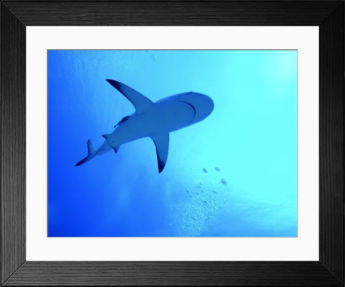 Framed Print : Grey Reef Shark - Swimming above the photographer. Tumotos, French Polynesia Framed Print : Grey Reef Shark - Swimming above the photographer. Tumotos, French Polynesia