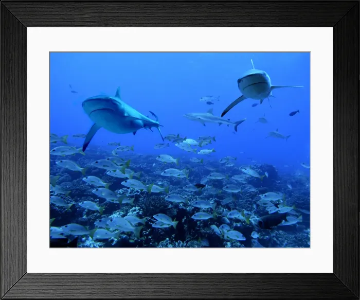 Framed Print : Grey Reef sharks - swimming over a school of snapper. The fish are not afraid of the sharks as the sharks are not in a feeding pattern, but swimming around waiting to feed later in the day Tumotos, French Polynesia