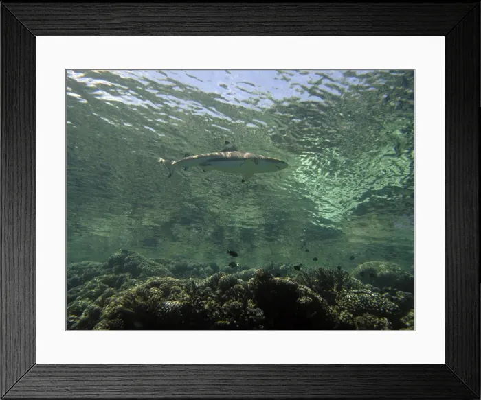 Framed Print : Female Black Tip Reef Shark - swimming just below the surface where her white underside blends in with the surface. This swimming near the surface is used by many shark species as a cammaflauge when hunting. Tumotos, French Polynesia Framed Print : Female Black Tip Reef Shark - swimming just below the surface where her white underside blends in with the surface. This swimming near the surface is used by many shark species as a cammaflauge when hunting. Tumotos, French Polynesia