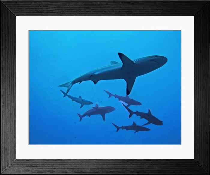 Framed Print : Grey Reef Sharks - These sharks live around coral reefs. They have been known to attack humans usually when there has been bait in the water. Tumotos, French Polynesia. Indo Pacific Framed Print : Grey Reef Sharks - These sharks live around coral reefs. They have been known to attack humans usually when there has been bait in the water. Tumotos, French Polynesia. Indo Pacific