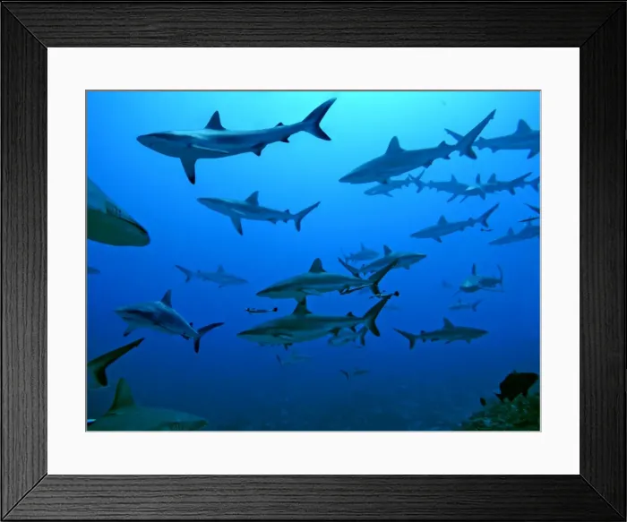 Framed Print : Grey Reef Sharks - in the Tumotos, French Polynesia. There are thousands of these sharks living in the passes into the lagoons waiting for food prey to pass by