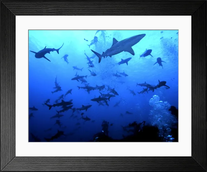 Framed Print : Grey Reef Sharks - These sharks live around coral reefs. They have been known to attack humans usually when there has been bait in the water. French Polynesia Framed Print : Grey Reef Sharks - These sharks live around coral reefs. They have been known to attack humans usually when there has been bait in the water. French Polynesia