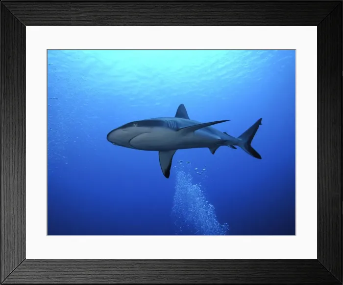 Framed Print : Grey Reef shark - Once common through out the Indo Pacific tropical waters these reef dwelling sharks are being hunted for their fins. They are not as yet endangered but could become so if the countries that still enjoy these beautiful preditors do Framed Print : Grey Reef shark - Once common through out the Indo Pacific tropical waters these reef dwelling sharks are being hunted for their fins. They are not as yet endangered but could become so if the countries that still enjoy these beautiful preditors do