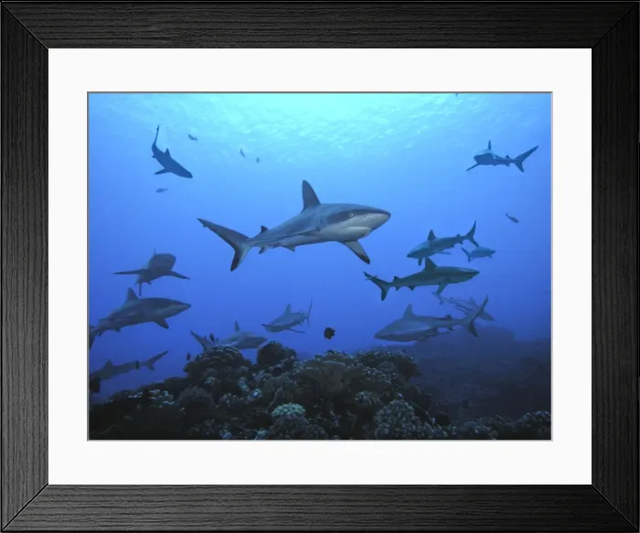 Framed Print : Black Tip reef sharks - Female Black Tip, Most of the sharks picured are female. Tumotos, French Polynesia, Indo Pacific Framed Print : Black Tip reef sharks - Female Black Tip, Most of the sharks picured are female. Tumotos, French Polynesia, Indo Pacific