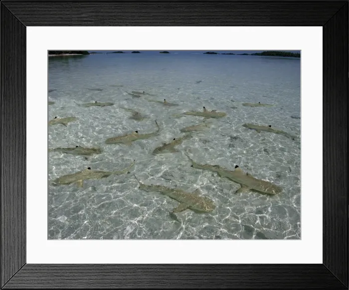 Framed Print : Black Tip reef sharks - Baby Black Tip reef sharks stay in the safety of very shallow water until big enough to evade preditors. The Blue Lagoon, french Polynesia Framed Print : Black Tip reef sharks - Baby Black Tip reef sharks stay in the safety of very shallow water until big enough to evade preditors. The Blue Lagoon, french Polynesia