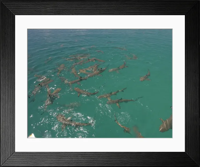 Framed Print : Black Tip reef sharks - Female Black tips waiting in a shallow lagoon where they will give birth before returning to the open reef. Tumotos, French. Polynesia Framed Print : Black Tip reef sharks - Female Black tips waiting in a shallow lagoon where they will give birth before returning to the open reef. Tumotos, French. Polynesia