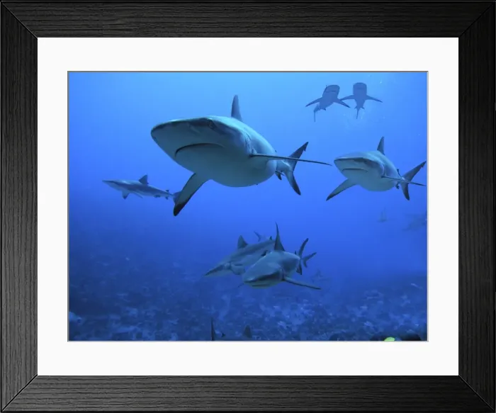 Framed Print : Grey Reef Sharks - swimming into Fakarava Lagoon to feed. Tumotos, French Polynesia Framed Print : Grey Reef Sharks - swimming into Fakarava Lagoon to feed. Tumotos, French Polynesia