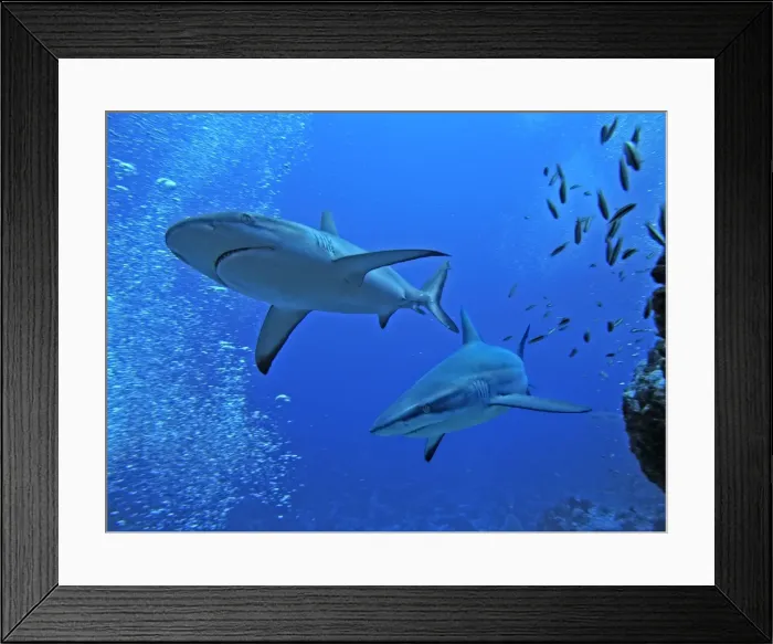Framed Print : Grey Reef sharks - Swimming along the edge of a channel that acts as a road into Fakarava Lagoon. Tumotos, French Polynesia Framed Print : Grey Reef sharks - Swimming along the edge of a channel that acts as a road into Fakarava Lagoon. Tumotos, French Polynesia