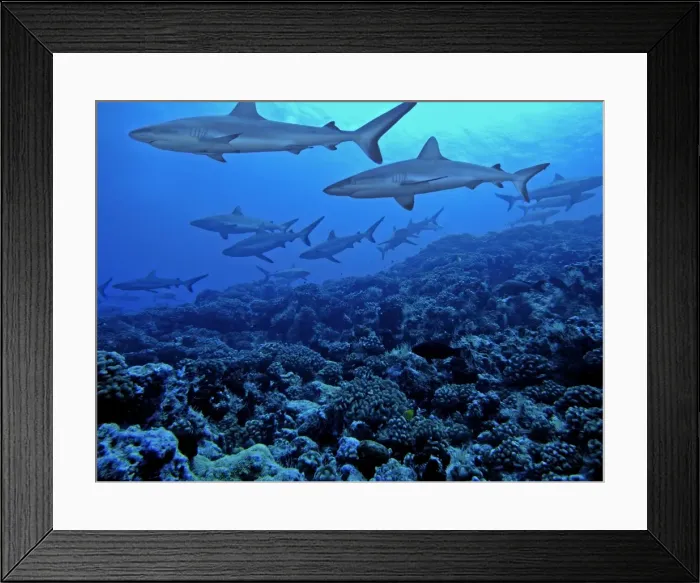 Framed Print : Grey Reef Sharks - Swimming along the reef edge. Tumotos, French Polynesia. Indo Pacific Framed Print : Grey Reef Sharks - Swimming along the reef edge. Tumotos, French Polynesia. Indo Pacific