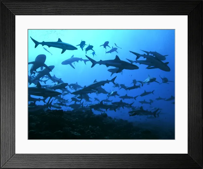 Framed Print : Grey Reef sharks - in the Tumotos, French Polynesia. There are thousands of these sharks living in the passes into the lagoons. They are a beautiful looking shark and in a feeding pattern can be dangerous to humans Framed Print : Grey Reef sharks - in the Tumotos, French Polynesia. There are thousands of these sharks living in the passes into the lagoons. They are a beautiful looking shark and in a feeding pattern can be dangerous to humans