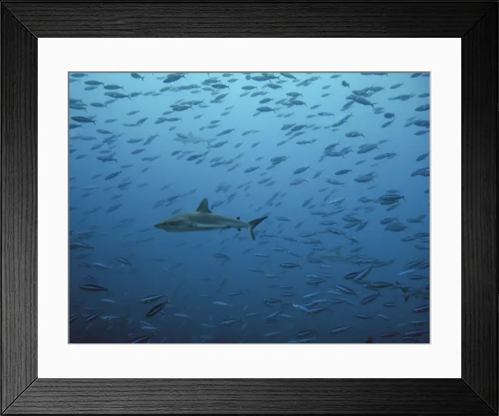 Framed Print : Grey Reef shark Swimming through many fish. French Polynesia Carcharhinus amblyrhynchos © Ron and Valerie Taylor  /  ardea. com
