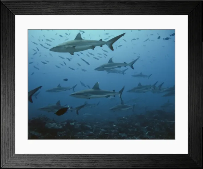 Framed Print : Grey Reef sharks Midwater in school of fish French Polyinesia Framed Print : Grey Reef sharks Midwater in school of fish French Polyinesia