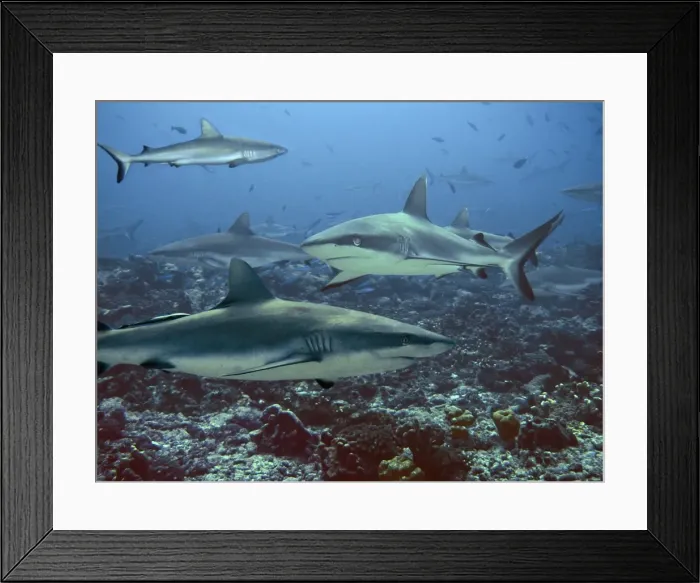 Framed Print : Grey Reef sharks Congregating in lagoon pass Tuamotus, French Polynesia Framed Print : Grey Reef sharks Congregating in lagoon pass Tuamotus, French Polynesia