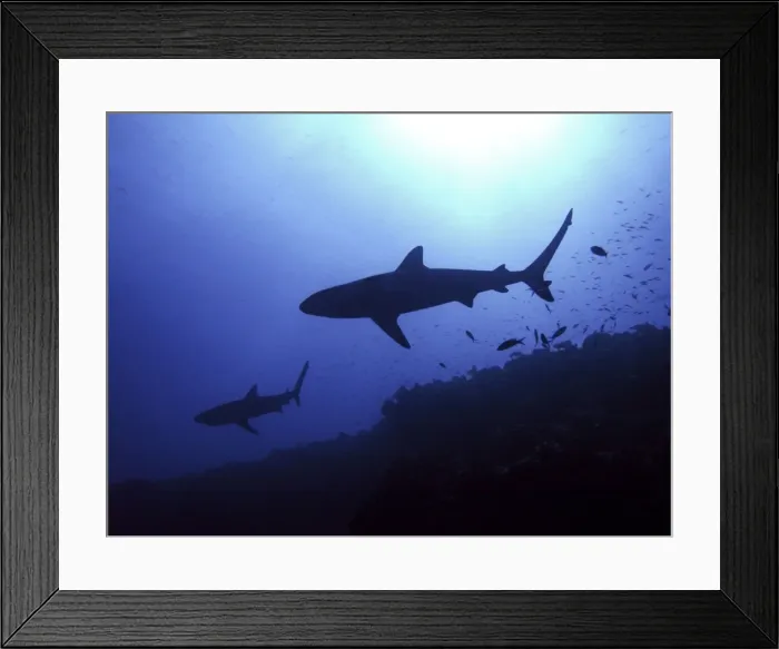Framed Print : Grey Reef Sharks Hunting late afternoon Tuamotus, French Polynesia Framed Print : Grey Reef Sharks Hunting late afternoon Tuamotus, French Polynesia