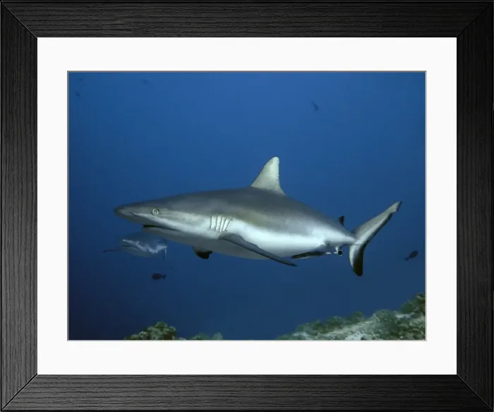 Framed Print : Grey Reef sharks waiting for the tide to change Tuamotus, French Polynesia Framed Print : Grey Reef sharks waiting for the tide to change Tuamotus, French Polynesia