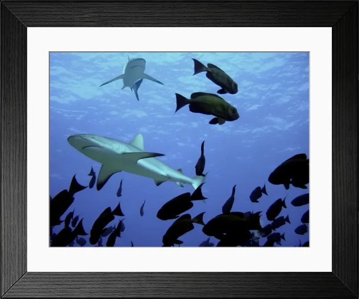 Framed Print : Grey Reef Sharks Swim over school of Glass Eyes Tuamotus, French Polynesia Framed Print : Grey Reef Sharks Swim over school of Glass Eyes Tuamotus, French Polynesia