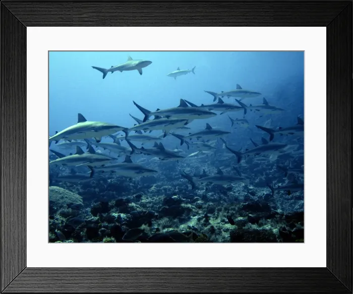 Framed Print : Grey Reef sharks Congregating in lagoon pass Tuamotus, French Polynesia Framed Print : Grey Reef sharks Congregating in lagoon pass Tuamotus, French Polynesia