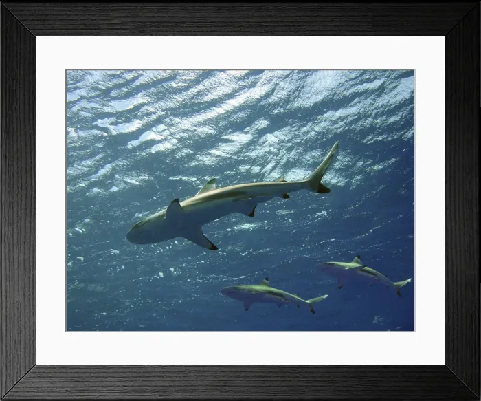 Framed Print : Black Tip Reef Sharks Underwater, swimming overhead Moorea, French Polynesia Framed Print : Black Tip Reef Sharks Underwater, swimming overhead Moorea, French Polynesia