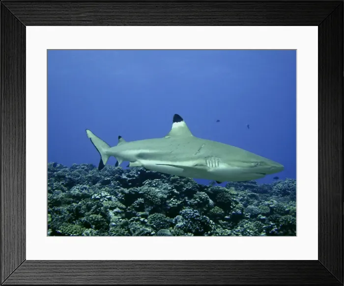 Framed Print : Black Tip Reef Shark Female with recent mating scars Moorea, French Polynesia Framed Print : Black Tip Reef Shark Female with recent mating scars Moorea, French Polynesia