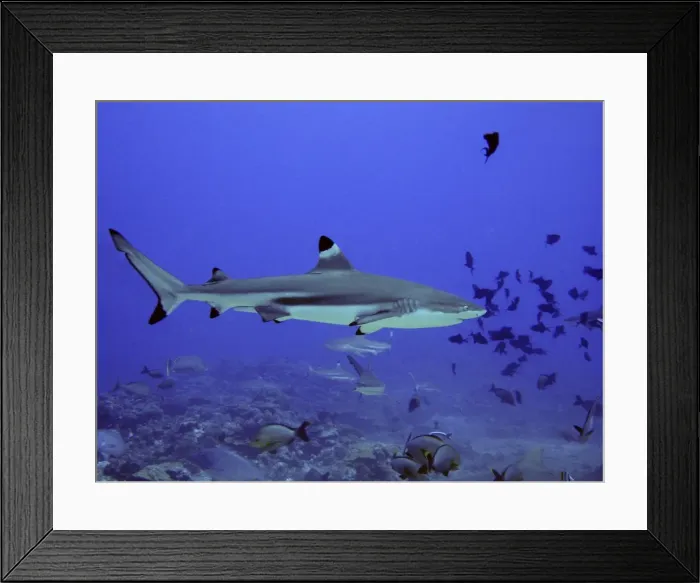 Framed Print : Black Tip Reef Shark Swimming through fish Moorea, French Polynesia Framed Print : Black Tip Reef Shark Swimming through fish Moorea, French Polynesia