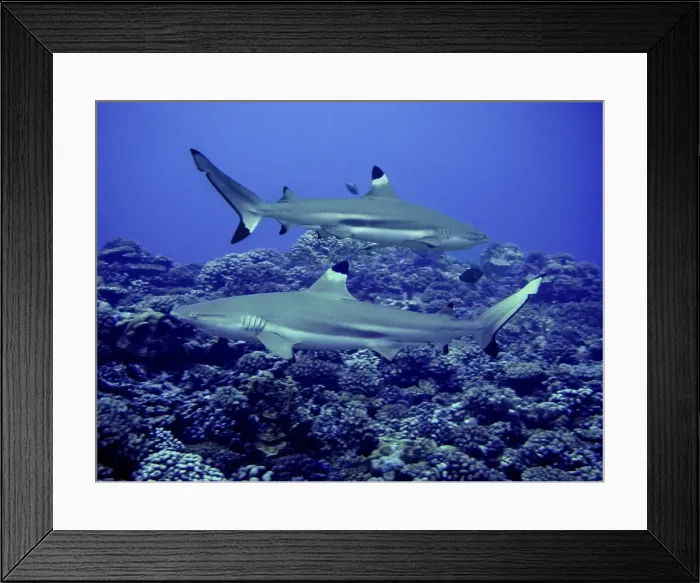 Framed Print : Black Tip Reef Sharks Males swimming along reef edge Moorea, French Polynesia Framed Print : Black Tip Reef Sharks Males swimming along reef edge Moorea, French Polynesia