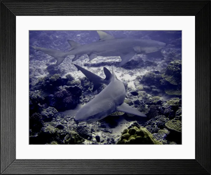 Framed Print : Lemon Sharks Dangerous. 3 meters long Moorea, French Polynesia Framed Print : Lemon Sharks Dangerous. 3 meters long Moorea, French Polynesia