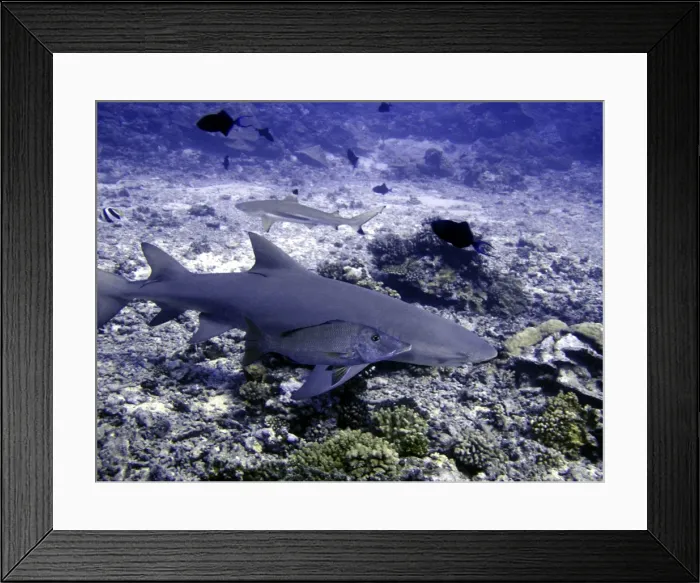 Framed Print : Lemon Shark Dangerous. With snapper Moorea, French Polynesia Framed Print : Lemon Shark Dangerous. With snapper Moorea, French Polynesia