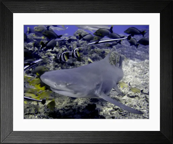 Framed Print : Lemon Shark Dangerous. with reef fish Moorea, French Polynesia