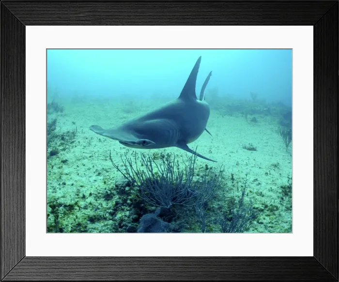 Framed Print : Great Hammerhead Shark Swimming 90 feet down over sandy bottom Bahamas Framed Print : Great Hammerhead Shark Swimming 90 feet down over sandy bottom Bahamas