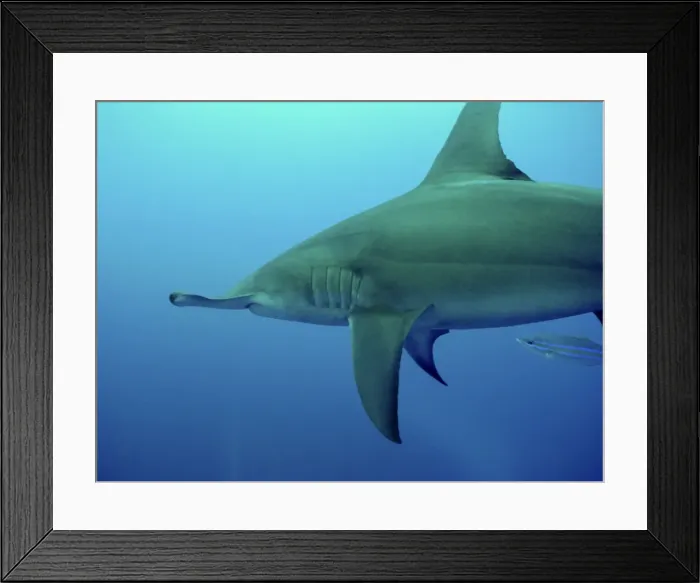 Framed Print : Great Hammerhead Shark Swimming with small fish, continental shelf Bahamas Framed Print : Great Hammerhead Shark Swimming with small fish, continental shelf Bahamas
