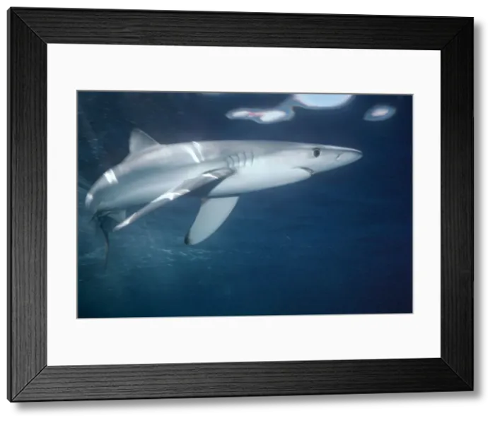 Framed Print : Oceanic Blue Shark Under water swimming Eastern Pacific Framed Print : Oceanic Blue Shark Under water swimming Eastern Pacific