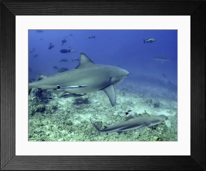 Framed Print : Bull Shark and Blacktip Reef shark (Carcharhinus melanopterus) - Bull shark with Remoras, Blacktip following Shark reef, Fiji islands Framed Print : Bull Shark and Blacktip Reef shark (Carcharhinus melanopterus) - Bull shark with Remoras, Blacktip following Shark reef, Fiji islands