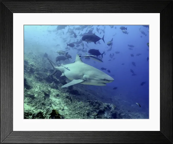 Framed Print : Bull shark with remoras swimming through school of fish Pacific Harbour Fiji islands Framed Print : Bull shark with remoras swimming through school of fish Pacific Harbour Fiji islands
