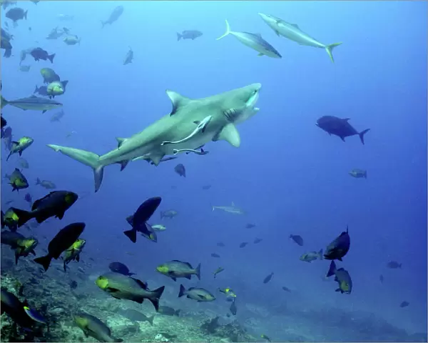 Bull shark - Swimming towards surface with mouth open. dangerous to man. World wide. Shark Reef, Fiji Islands