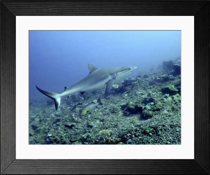 Framed Print : Grey Reef shark Shark reef, Fiji Islands Framed Print : Grey Reef shark Shark reef, Fiji Islands