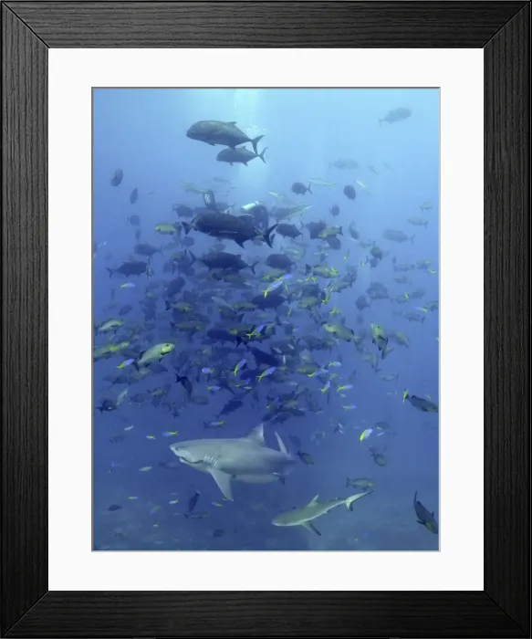 Framed Print : Bull Shark - Trailing line from hook in mouth. Huge school of fish Shark reef. Fiji Islands Framed Print : Bull Shark - Trailing line from hook in mouth. Huge school of fish Shark reef. Fiji Islands