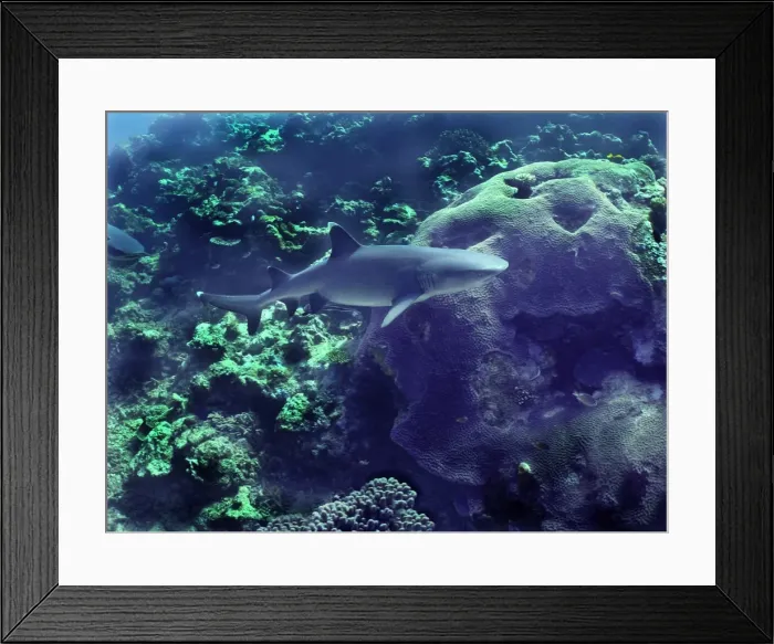 Framed Print : Whitetip Reef shark - This species found in Indo Pacific tropical reefs Shark Reef. Fiji Islands Framed Print : Whitetip Reef shark - This species found in Indo Pacific tropical reefs Shark Reef. Fiji Islands