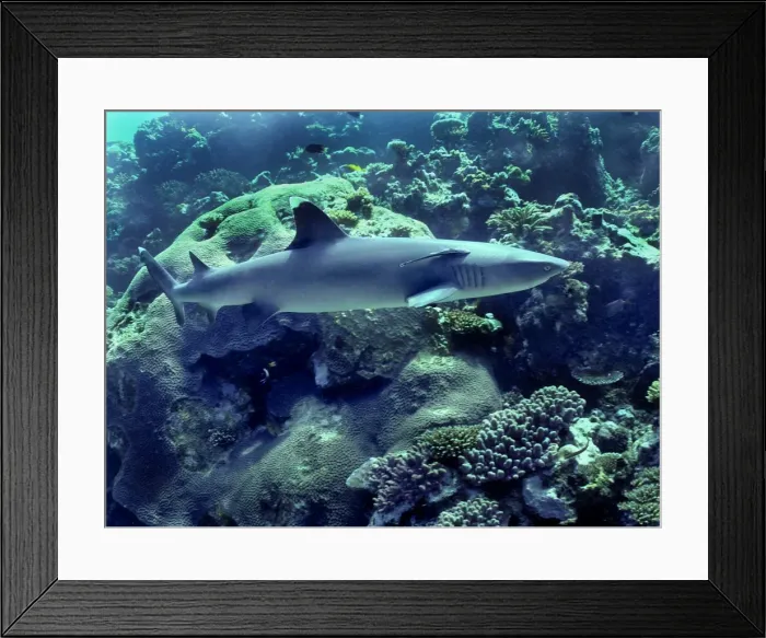 Framed Print : Whitetip Reef Shark - Species found in Indo Pacific tropical reefs, Shark reef, Fiji Islands Framed Print : Whitetip Reef Shark - Species found in Indo Pacific tropical reefs, Shark reef, Fiji Islands